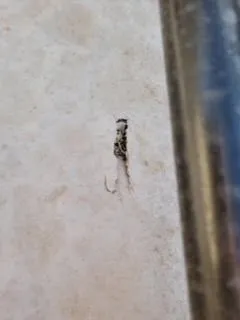 The Solar Store Logo