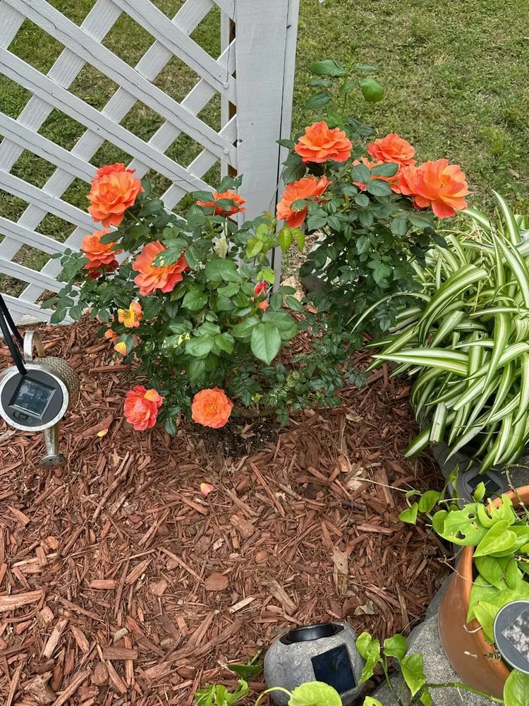 Slide of Thomas' Honey Do