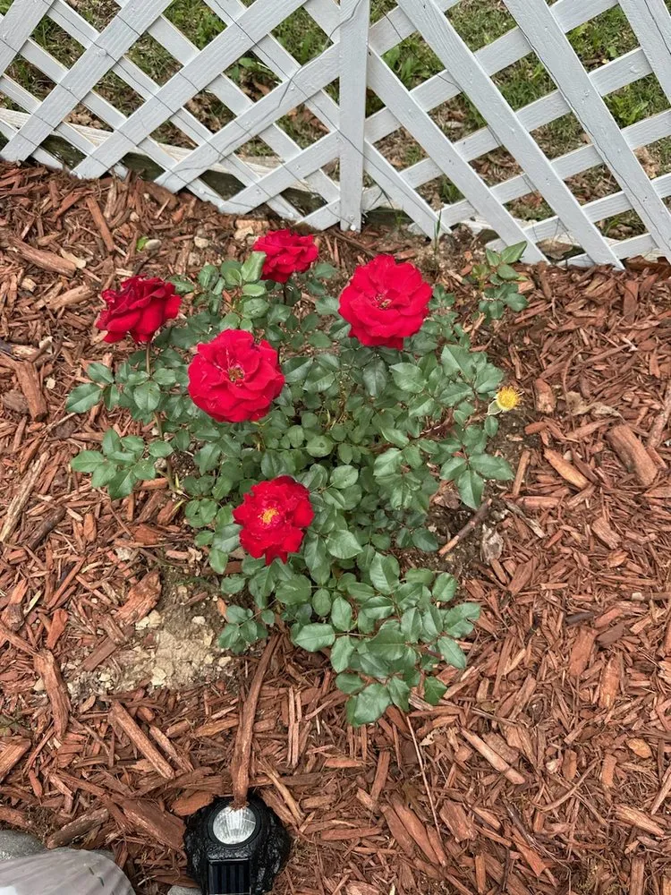 Slide of Thomas' Honey Do