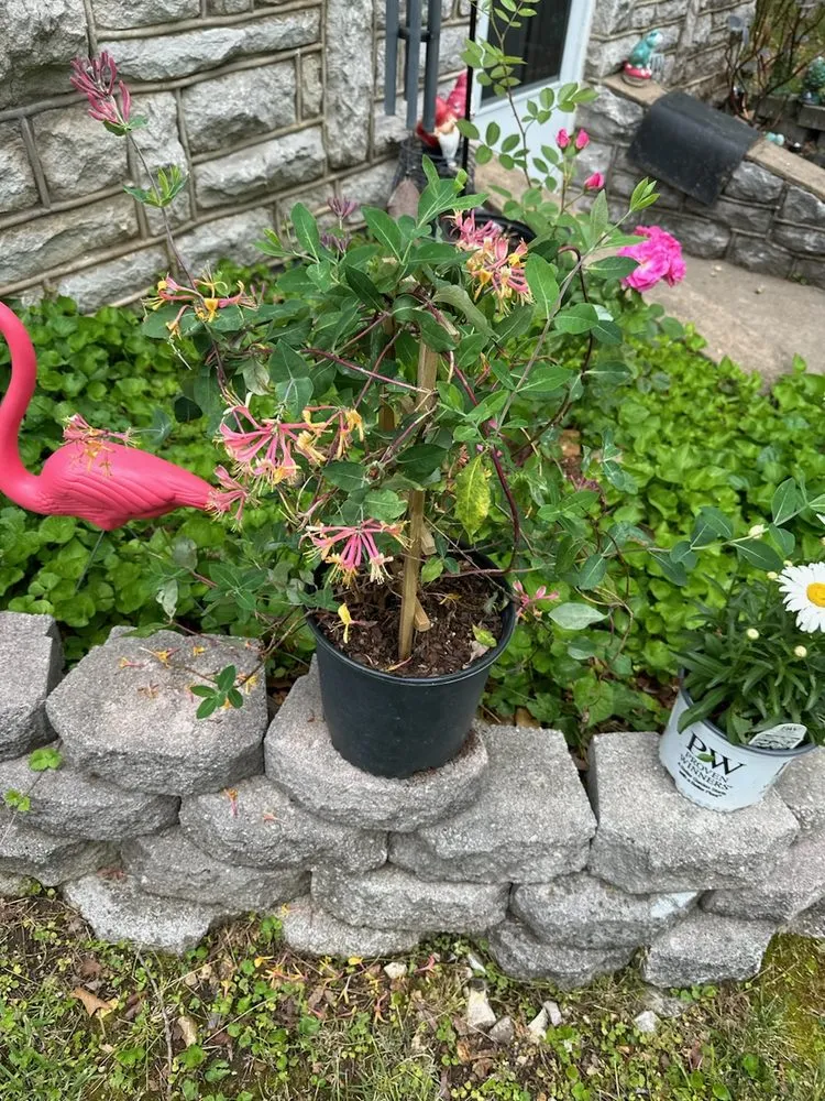 Slide of Thomas' Honey Do