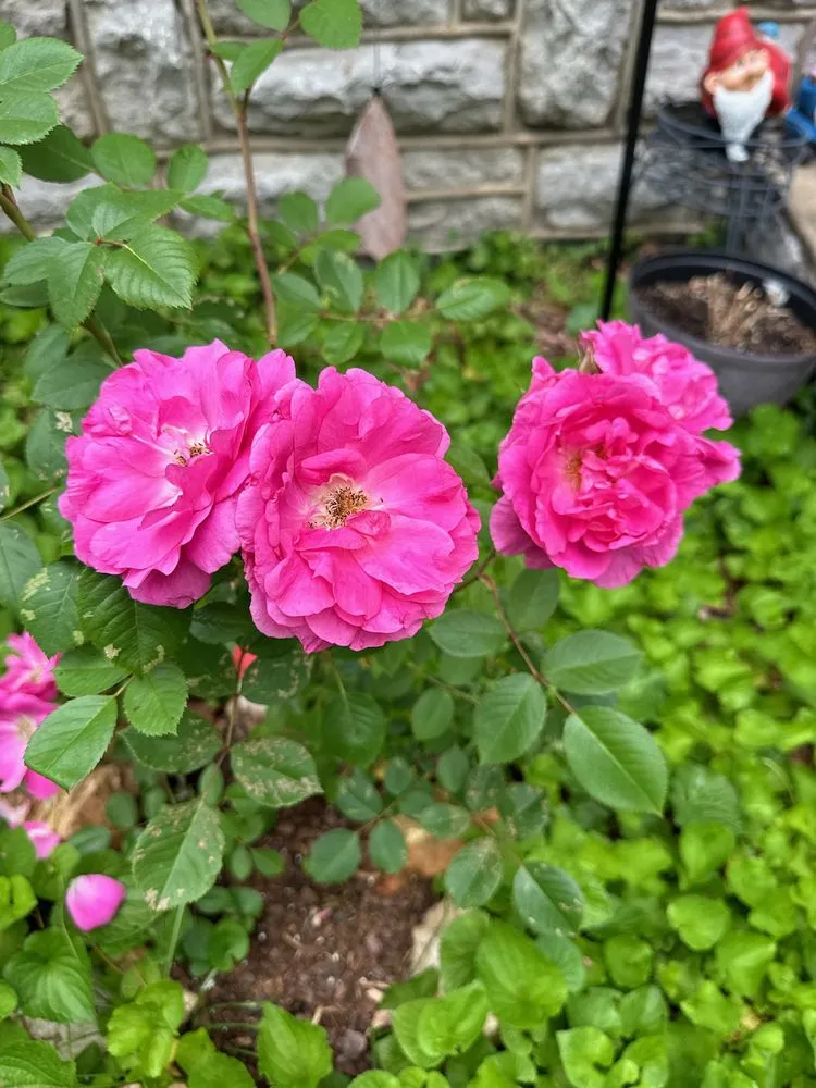 Slide of Thomas' Honey Do