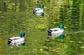 Three Drakes Mechanical & Plumbing