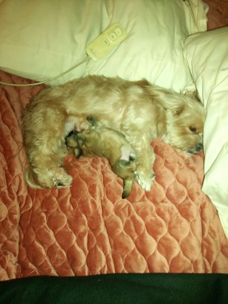 Slide of TJ Robb - Yolorepairmaster