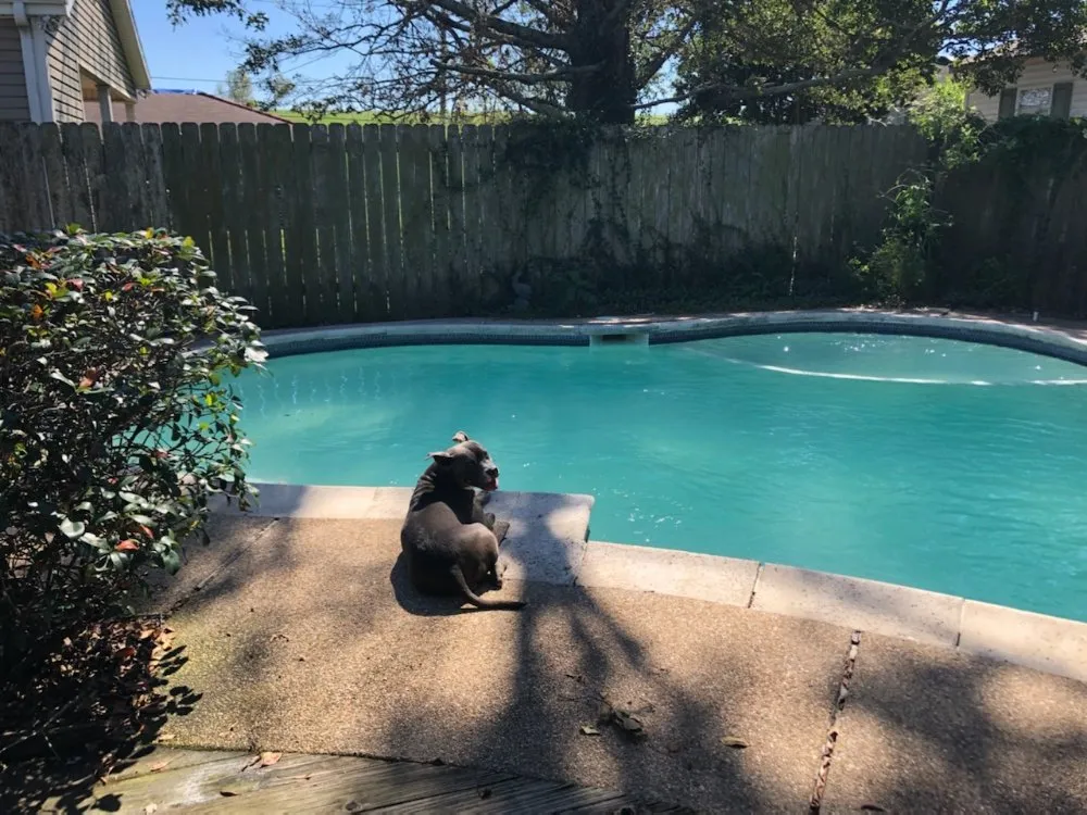 Slide of TK Pool Services