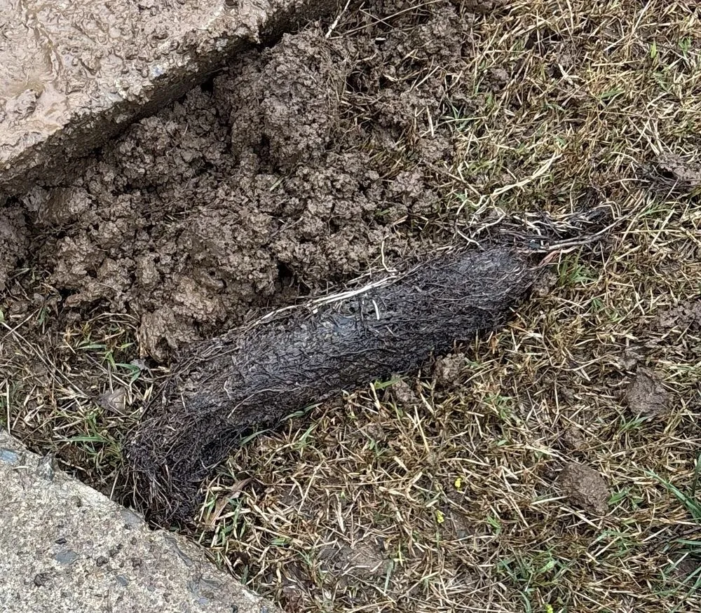 Slide of Tom's Septic