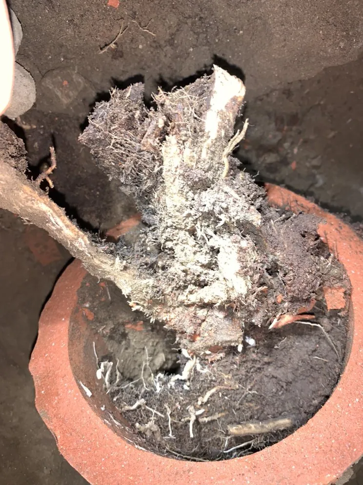 Slide of Tony's Rooter Service