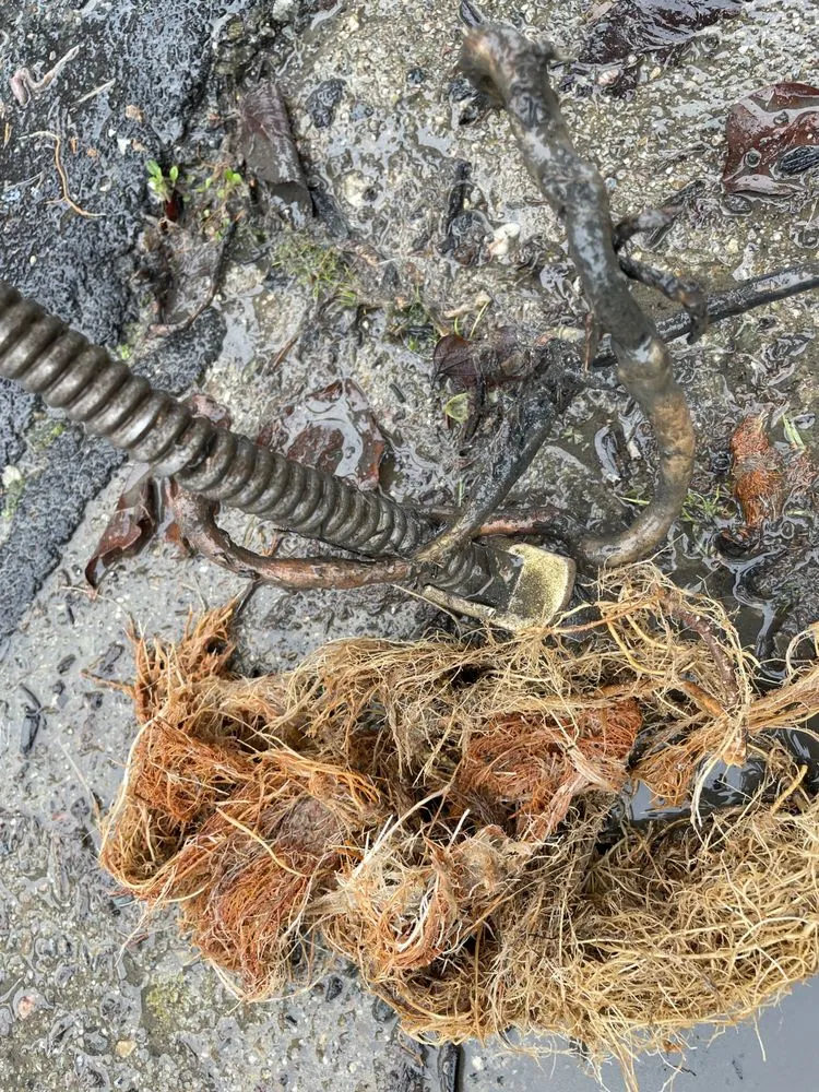 Slide of Tracy Rooter