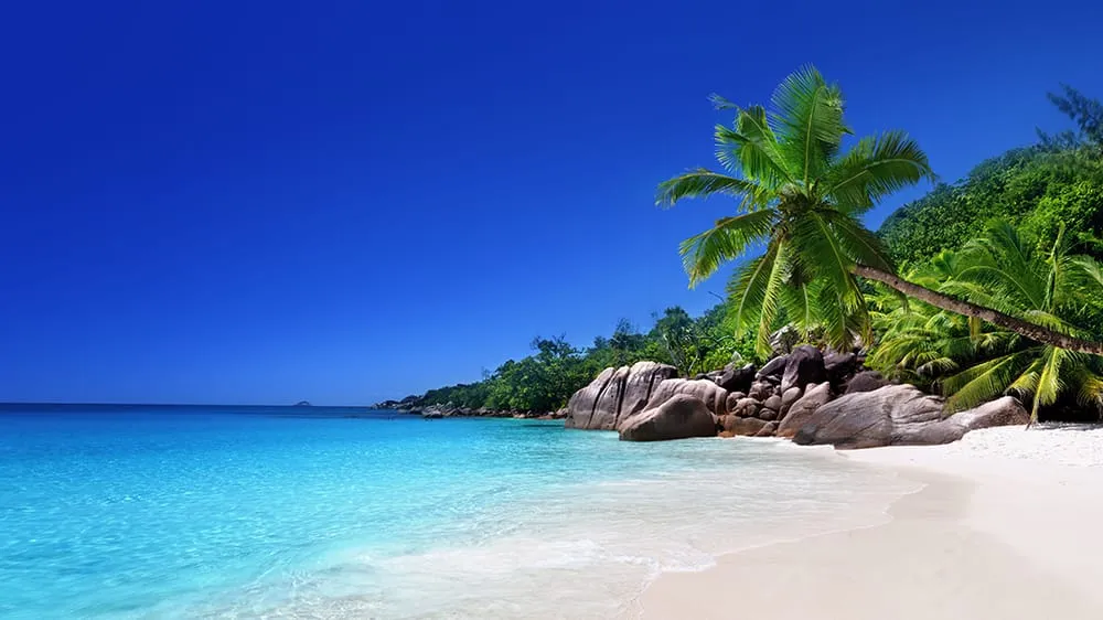 Slide of Tropical Rooter 911