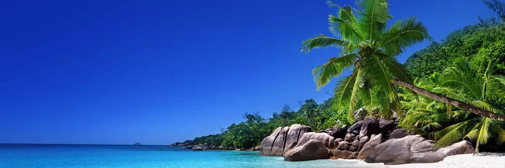 Slide of Tropical Rooter 911