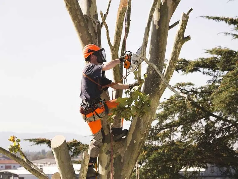 Quality emergency plumbing experts serving Braxton, MS - True South Tree Service & Outdoors