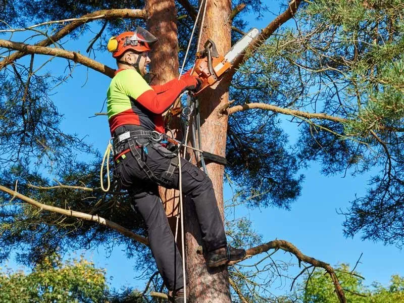 Reliable drain cleaning service in Braxton, MS - True South Tree Service & Outdoors