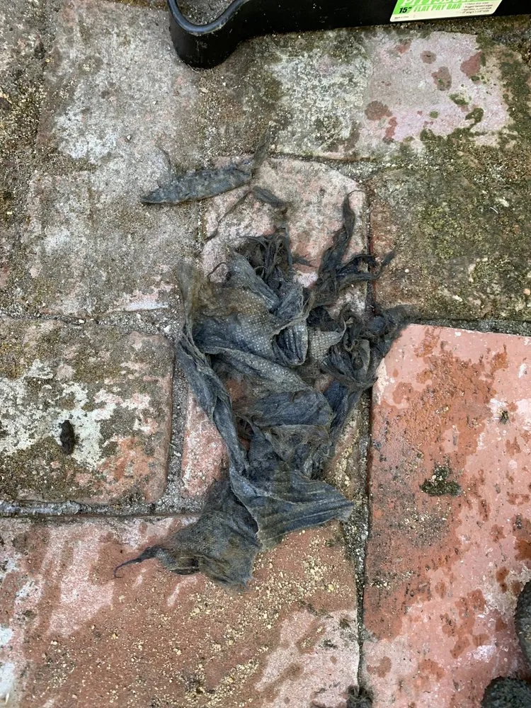 Slide of Valley Rooter