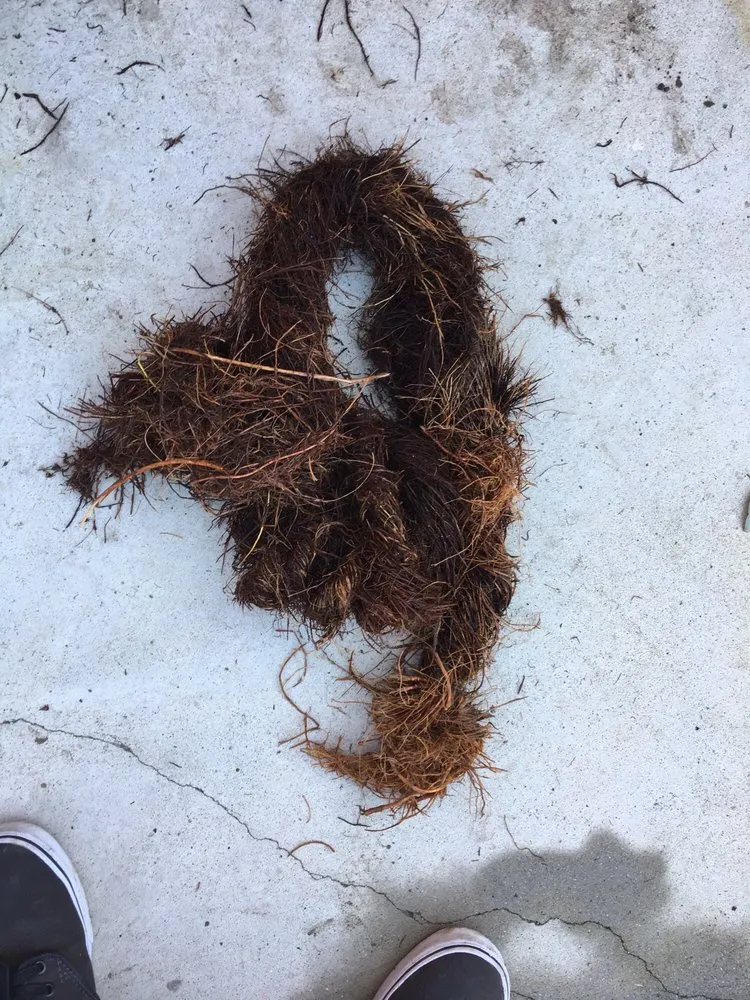 Slide of Valley Rooter