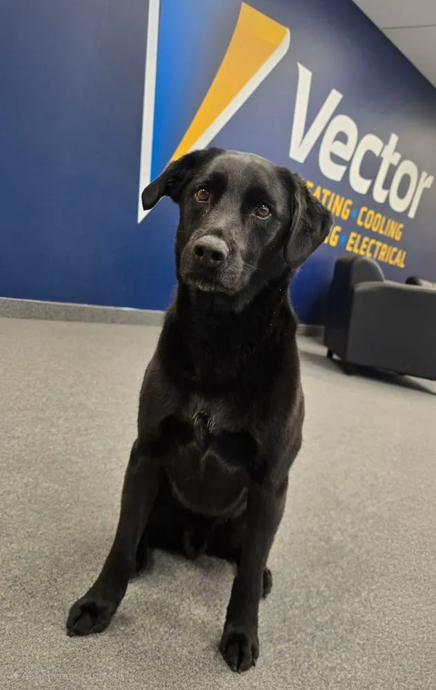 Slide of Vector Services