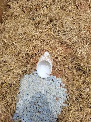 Water Dawg Plumbing Logo