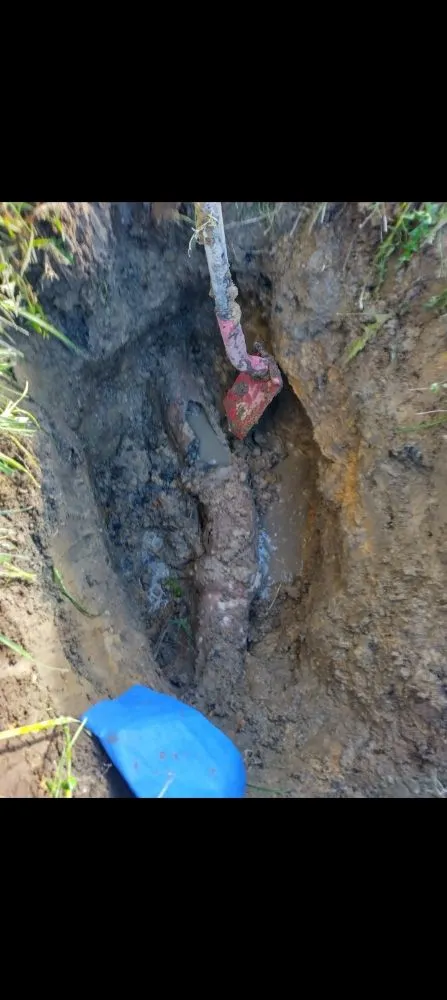 Slide of Whistling Ladders