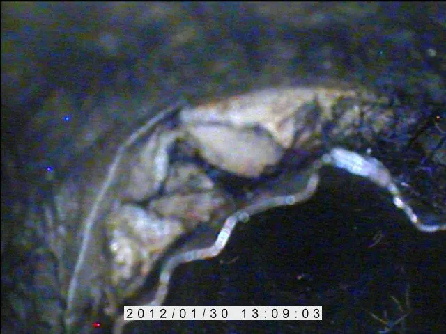 Slide of Whyte Plumbing