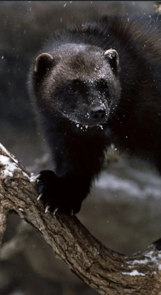 Slide of Wolverine Services