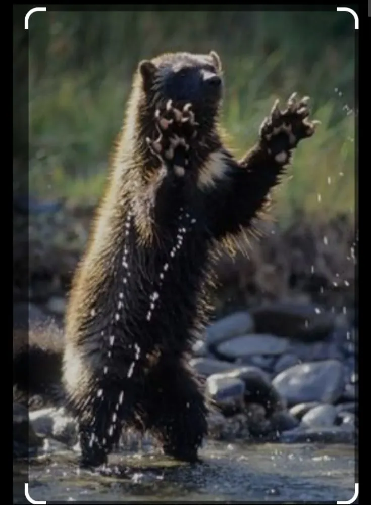 Slide of Wolverine Services